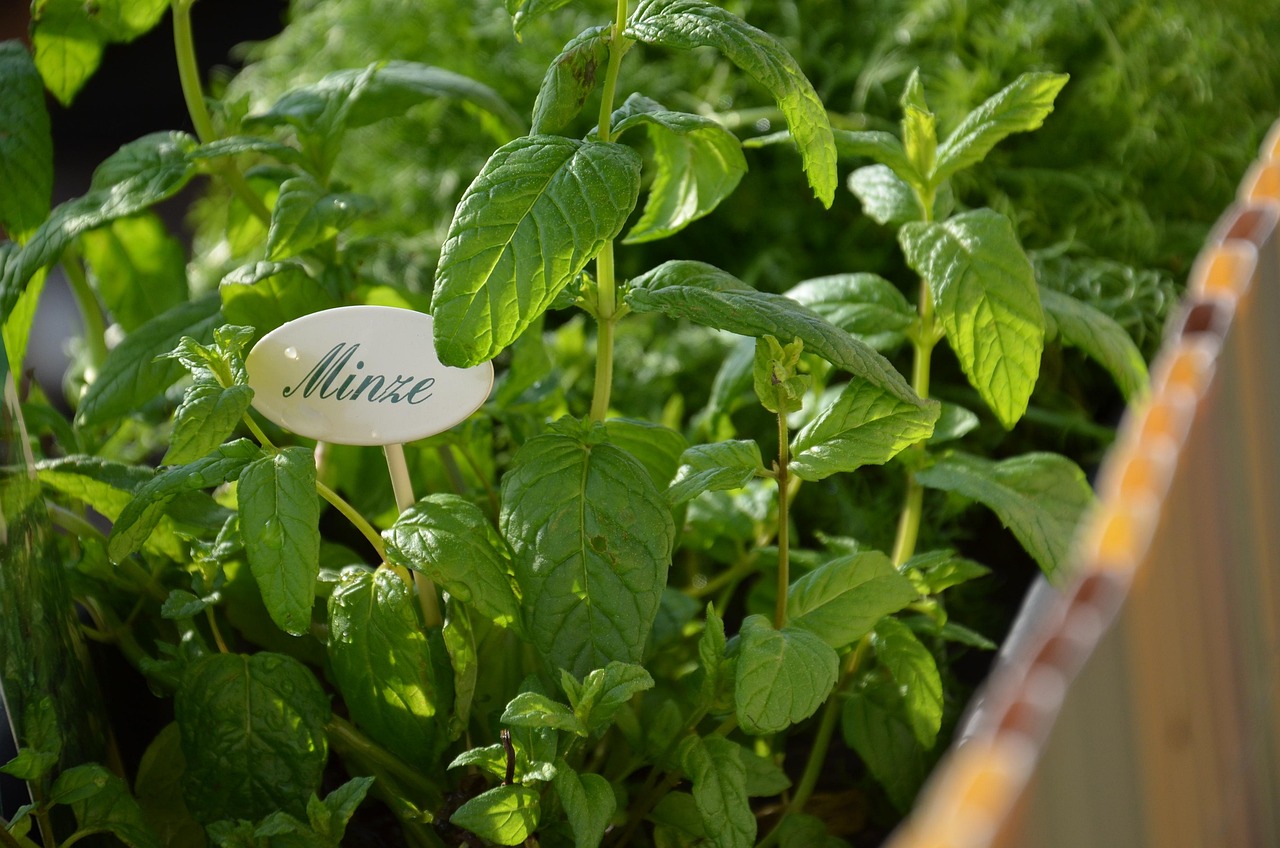 entdecken sie unseren kräutergarten – frische, aromatische kräuter direkt aus eigenem anbau für ihre küche und gesundheit.