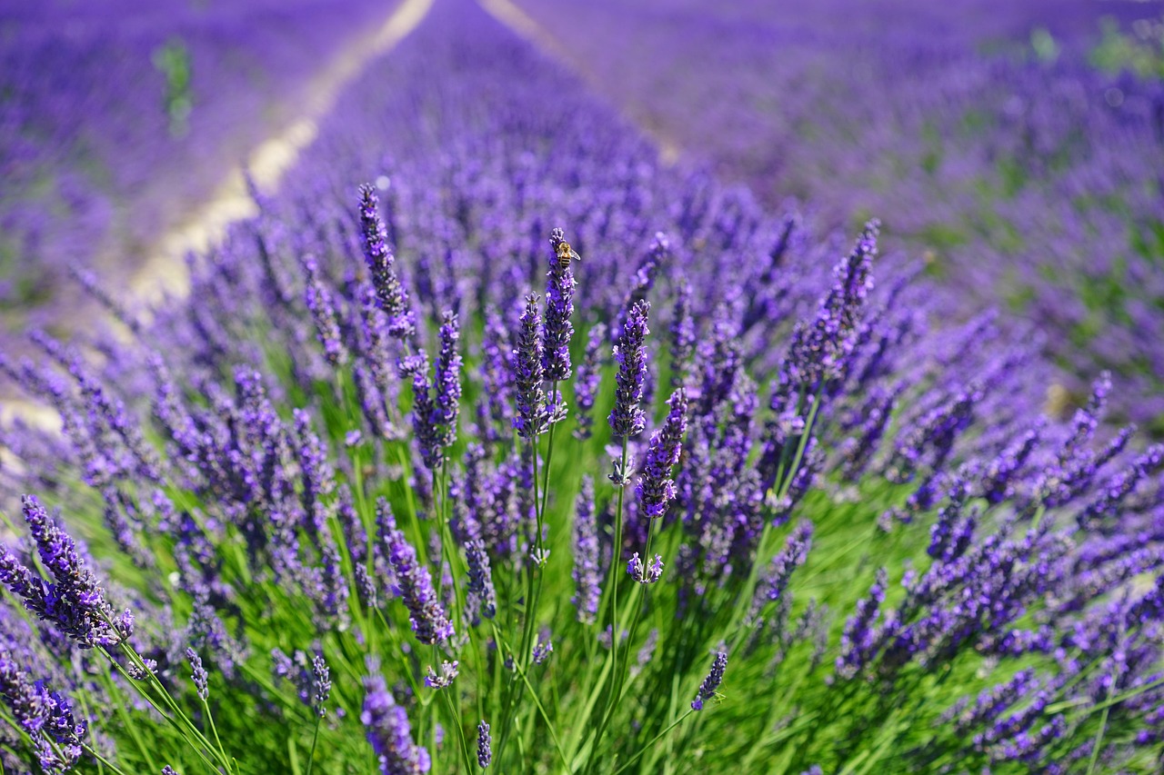 entdecken sie unseren kräutergarten und erleben sie die vielfalt frischer, aromatischer kräuter für ihre küche und gesundheit.