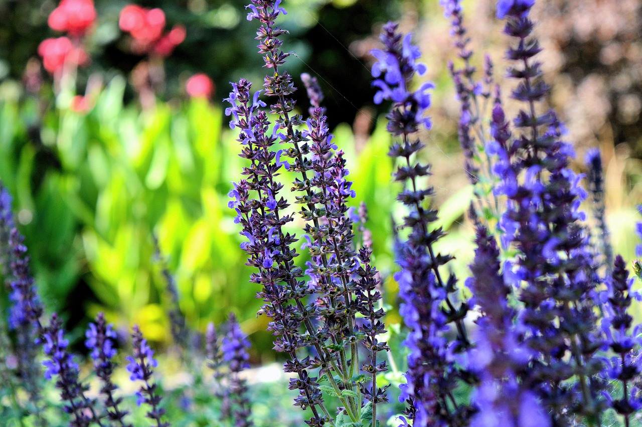 entdecken sie unseren kräutergarten mit einer vielzahl frischer und aromatischer kräuter – perfekt für küche und gesundheit.